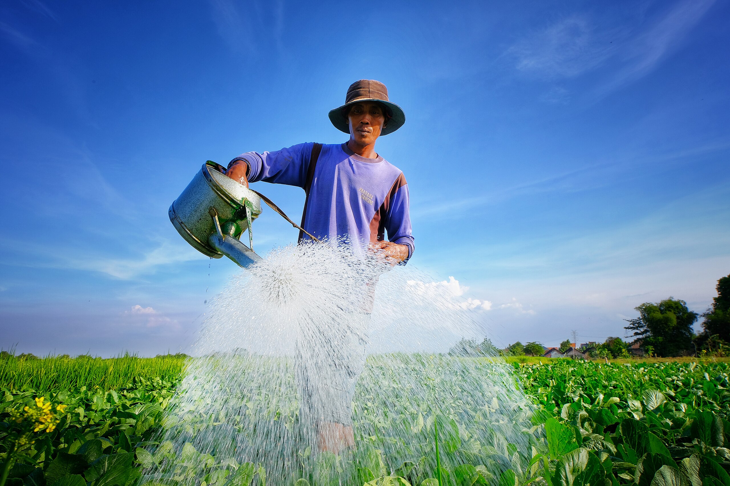 Petani Pengelola Tanaman Wiki