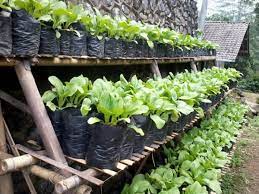 Dalam dunia pertanian dan berkebun, bibit merupakan aspek yang paling vital dalam proses pemeliharaan tanaman. Seiring berkembangnya teknologi dan pengetahuan di bidang agronomi, semakin banyak informasi yang tersedia mengenai cara memilih, merawat, serta memelihara bibit tanaman dengan baik. Artikel ini akan membahas secara mendalam beragam aspek penting dalam pemeliharaan bibit tanaman, mulai dari pemilihan bibit yang tepat, teknik perawatan yang efektif, hingga tantangan yang sering dihadapi dalam proses tersebut. Dengan pemahaman yang baik mengenai bibit pemeliharaan tanaman, diharapkan para pembaca dapat meningkatkan hasil panen dan menikmati proses berkebun dengan lebih maksimal. 1. Memilih Bibit yang Tepat Pemilihan bibit yang tepat adalah langkah awal yang sangat penting dalam pemeliharaan tanaman. Bibit yang berkualitas baik akan menjadi fondasi yang kuat untuk pertumbuhan tanaman yang optimal. Ada beberapa faktor yang perlu dipertimbangkan saat memilih bibit, antara lain varietas, kesehatan, dan sumber bibit. Varietas Varietas tanaman sangat berpengaruh terhadap hasil akhir. Setiap varietas memiliki karakteristik yang berbeda, mulai dari ketahanan terhadap hama, kebutuhan cahaya, hingga toleransi terhadap kondisi cuaca. Dalam memilih varietas, penting untuk mempertimbangkan iklim dan kondisi tanah di lokasi penanaman. Misalnya, jika Anda berada di daerah yang memiliki musim kering, memilih varietas yang tahan terhadap kekeringan akan menjadi pilihan yang bijak. Kesehatan Bibit Kesehatan bibit juga menjadi faktor krusial dalam pemilihan. Bibit yang sehat biasanya memiliki daun yang hijau segar, batang yang kuat, dan akar yang tidak terputus atau busuk. Sebelum membeli, pastikan untuk memeriksa kondisi fisik bibit secara menyeluruh. Hindari bibit yang menunjukkan tanda-tanda penyakit atau kerusakan, karena ini dapat mempengaruhi pertumbuhan tanaman secara keseluruhan. Sumber Bibit Sumber bibit juga penting untuk diperhatikan. Pastikan Anda membeli bibit dari penyedia yang terpercaya, seperti toko tanaman lokal, pembibitan, atau petani yang sudah berpengalaman. Bibit dari sumber yang tidak jelas dapat berisiko membawa penyakit atau hama yang dapat merugikan usaha berkebun Anda. Dengan memperhatikan ketiga aspek ini, Anda dapat memastikan bahwa bibit yang Anda pilih memiliki potensi untuk tumbuh dengan baik dan memberikan hasil yang maksimal. 2. Teknik Perawatan Bibit Setelah memilih bibit yang tepat, langkah selanjutnya adalah melakukan perawatan yang sesuai agar bibit tersebut dapat tumbuh dengan baik. Perawatan bibit mencakup berbagai aspek seperti penyiraman, pemupukan, pengendalian hama, dan pencahayaan. Penyiraman Penyiraman sangat penting dalam tahap awal pertumbuhan tanaman. Bibit yang terlalu kering atau terlalu basah dapat mengalami stres yang berdampak pada pertumbuhan. Idealnya, penyiraman dilakukan dengan cara yang merata, dan frekuensinya disesuaikan dengan kondisi tanah dan cuaca. Di musim kemarau, frekuensi penyiraman harus ditingkatkan, sedangkan di musim hujan, Anda perlu memantau kelembaban tanah agar tidak terjadi genangan. Pemupukan Pemupukan juga merupakan bagian dari perawatan bibit. Nutrisi yang tepat akan membantu bibit dalam proses pertumbuhannya. Saat memilih pupuk, pastikan untuk menggunakan pupuk yang tepat sesuai dengan kebutuhan tanaman. Umumnya, pupuk organik lebih dianjurkan karena memberikan nutrisi yang lebih seimbang dan ramah lingkungan. Pupuk harus diberikan dalam dosis yang tepat dan tidak berlebihan, karena dapat menyebabkan kerusakan pada akar. Pengendalian Hama Hama adalah salah satu tantangan terbesar dalam pemeliharaan bibit. Untuk mengendalikan hama, Anda dapat menggunakan metode alami seperti pengenalan predator alami, atau menggunakan insektisida yang ramah lingkungan. Penting untuk memantau kondisi bibit secara rutin dan mengambil tindakan segera jika menemukan tanda-tanda serangan hama. Pencahayaan Pencahayaan juga berperan penting dalam pertumbuhan bibit. Pastikan bibit mendapatkan cukup cahaya matahari, terutama pada fase awal pertumbuhannya. Jika Anda menanam bibit di dalam ruangan, Anda mungkin perlu menggunakan lampu tumbuh untuk memastikan tanaman mendapatkan cahaya yang cukup. Dengan menerapkan teknik perawatan yang baik, bibit Anda akan tumbuh dengan sehat dan siap untuk ditanam di lokasi permanen. 3. Tantangan dalam Pemeliharaan Bibit Setiap proses pemeliharaan tanaman pasti menghadapi tantangan, termasuk dalam pemeliharaan bibit. Beberapa tantangan umum yang dihadapi petani dan penghobi tanaman meliputi penyakit, perubahan cuaca, dan serangan hama. Penyakit Penyakit tanaman dapat disebabkan oleh berbagai faktor, termasuk jamur, bakteri, dan virus. Tanda-tanda penyakit sering kali terlihat pada daun, batang, atau akar tanaman. Untuk mencegah penyakit, penting untuk menjaga kebersihan lingkungan sekitar tanaman, serta tidak menempatkan bibit yang terinfeksi dekat bibit yang sehat. Penggunaan bibit yang sehat dan pemupukan yang tepat juga dapat membantu memperkuat ketahanan tanaman terhadap penyakit. Perubahan Cuaca Perubahan cuaca yang ekstrem dapat berdampak negatif pada pertumbuhan bibit. Cuaca yang terlalu dingin atau terlalu panas dapat menyebabkan stres pada tanaman. Oleh karena itu, penting untuk memantau prakiraan cuaca dan memberikan perlindungan tambahan pada bibit saat diperlukan, seperti penutup tanaman atau tempat teduh saat suhu terlalu tinggi. Serangan Hama Serangan hama adalah tantangan lain yang sering dihadapi dalam pemeliharaan bibit. Hama dapat merusak bibit dan menghambat pertumbuhannya. Untuk mengatasi hal ini, Anda perlu mengenali jenis hama yang sering menyerang dan mengambil langkah-langkah pencegahan yang tepat. Selain itu, penggunaan pestisida alami dan teknik pemeliharaan yang baik dapat membantu mengurangi dampak serangan hama. Dengan memahami dan menghadapi tantangan-tantangan ini, Anda dapat meningkatkan peluang sukses dalam pemeliharaan bibit tanaman. 4. Mempersiapkan Bibit untuk Transplantasi Setelah bibit tumbuh dengan baik, langkah selanjutnya adalah mempersiapkannya untuk transplantasi. Proses ini memerlukan perhatian khusus agar bibit dapat beradaptasi dengan lingkungan baru. Pemindahan Pemindahan bibit harus dilakukan dengan hati-hati untuk memastikan akar tidak rusak. Pilih waktu yang tepat untuk memindahkan bibit, biasanya saat suhu tidak terlalu panas atau dingin. Sebelum memindahkan bibit, pastikan tanah di pot bibit cukup lembab agar akar tidak mengalami stres saat dipindah. Penyesuaian Lingkungan Setelah pemindahan, bibit perlu waktu untuk beradaptasi dengan lingkungan baru. Berikan perhatian ekstra pada pengujian kelembaban tanah dan pencahayaan. Jika diperlukan, Anda dapat menggunakan metode aklimatisasi, seperti menempatkan bibit di lokasi yang lebih teduh selama beberapa hari sebelum memindahkannya ke lokasi permanen. Perawatan setelah Transplantasi Setelah bibit ditransplantasi, penting untuk terus merawatnya dengan baik. Pastikan untuk memberi cukup air dan nutrisi agar bibit dapat tumbuh dengan baik di lokasi barunya. Perhatikan pula tanda-tanda stres atau penyakit, dan lakukan tindakan yang diperlukan segera. Dengan mempersiapkan bibit dengan baik untuk proses transplantasi, Anda akan meningkatkan peluang sukses tanaman Anda di lingkungan barunya.