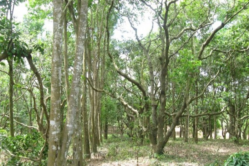 Kayu wiki, yang dikenal dengan nama ilmiah Ficus spp., adalah salah satu jenis kayu yang telah lama digunakan oleh suku-suku di Papua. Kehidupan masyarakat Papua yang kaya akan tradisi dan kearifan lokal menjadikan kayu wiki memiliki peranan yang vital dalam berbagai aspek kehidupan mereka. Kayu ini tidak hanya dimanfaatkan sebagai bahan bangunan, tetapi juga memiliki nilai budaya, ekonomi, dan ekologis yang signifikan. Dalam artikel ini, kita akan membahas secara mendetail tentang manfaat kayu wiki bagi kehidupan suku Papua melalui empat sub judul, yaitu: Penggunaan Kayu Wiki dalam Konstruksi, Peranan Kayu Wiki dalam Kegiatan Tradisional dan Ritual, Manfaat Kayu Wiki dalam Kehidupan Ekonomi, dan Konservasi dan Keberlanjutan Kayu Wiki di Papua. 1. Penggunaan Kayu Wiki dalam Konstruksi Penggunaan kayu wiki dalam konstruksi rumah dan bangunan lainnya di Papua mencerminkan keberlanjutan dan kearifan lokal masyarakat setempat. Kayu ini memiliki karakteristik yang kuat dan tahan lama, menjadikannya pilihan utama untuk struktur bangunan. Keunggulan kayu wiki terletak pada kemudahan dalam pengerjaan dan daya tahannya terhadap berbagai kondisi cuaca yang ekstrem. Di Papua, rumah adat seperti Honai, yang merupakan simbol budaya dan identitas masyarakat setempat, sering menggunakan kayu wiki sebagai bahan utama. Struktur rumah yang terbuat dari kayu wiki tidak hanya memberikan perlindungan dari hujan dan angin, tetapi juga menciptakan suasana yang nyaman bagi penghuninya. Selain itu, penggunaan kayu wiki dalam konstruksi juga mengedepankan prinsip ramah lingkungan, di mana masyarakat setempat lebih memilih untuk menggunakan bahan bangunan yang tersedia secara lokal. Proses pembuatannya juga melibatkan metode tradisional yang diwariskan secara turun-temurun. Masyarakat Papua memiliki keterampilan khusus dalam memotong, membentuk, dan merakit kayu wiki menjadi berbagai jenis bangunan. Dalam konteks sosial, kegiatan ini menjadi momen berharga untuk mempererat hubungan antar anggota komunitas, di mana gotong royong menjadi nilai yang dijunjung tinggi. Selain itu, kayu wiki juga digunakan dalam pembuatan berbagai perabotan rumah tangga, seperti meja, kursi, dan tempat tidur. Fungsionalitas serta estetika dari kayu wiki menjadikannya pilihan yang ideal untuk memperindah interior rumah. Dengan karakteristik warna dan corak yang unik, perabotan dari kayu wiki memberikan nuansa khas Papua, serta menjadikan rumah lebih bernilai seni. Namun, penting untuk memperhatikan praktik pengelolaan hutan yang berkelanjutan agar pemanfaatan kayu wiki tidak mengancam kelestarian hutan. Upaya konservasi dan penggunaan kayu secara bijak menjadi kunci untuk memastikan bahwa generasi mendatang tetap dapat menikmati manfaat dari sumber daya alam ini. 2. Peranan Kayu Wiki dalam Kegiatan Tradisional dan Ritual Kayu wiki tidak hanya memiliki manfaat praktis, tetapi juga mendalami makna spiritual dan budaya dalam kehidupan suku Papua. Di banyak suku, kayu wiki digunakan dalam berbagai upacara tradisional dan ritual yang memiliki nilai yang tinggi. Kayu ini seringkali dipilih karena dianggap sakral dan memiliki kekuatan mistis. Salah satu contoh penggunaan kayu wiki dalam ritual adat adalah dalam pembuatan peti mati. Dalam tradisi tertentu, peti mati yang terbuat dari kayu wiki dianggap lebih baik karena diyakini dapat mengantarkan roh orang yang telah meninggal ke alam baka dengan lebih baik. Proses pembuatan peti mati ini melibatkan banyak tahapan, mulai dari pemilihan kayu yang tepat, hingga proses pengukiran yang penuh makna. Masyarakat percaya bahwa tiap ukiran pada peti mati memiliki arti tersendiri dan harus dilakukan oleh ahli ukir yang berpengalaman. Selain itu, kayu wiki juga sering digunakan dalam pembuatan alat musik tradisional. Misalnya, alat musik seperti tifa dan sape yang dihasilkan dari kayu wiki. Musik tradisional ini memainkan peranan penting dalam pelaksanaan upacara adat serta sebagai sarana hiburan. Melalui alat musik ini, masyarakat dapat mengekspresikan budaya mereka, dan menyampaikan cerita serta nilai-nilai yang ada dalam komunitas. Kehadiran kayu wiki dalam kegiatan tradisional juga mengikat masyarakat dalam tradisi lisan. Cerita, lagu, dan tarian yang berkaitan dengan penggunaan kayu wiki sering disampaikan dari generasi ke generasi, sehingga melestarikan budaya lokal. Sebagai bagian dari identitas suku, kayu wiki menjadi simbol yang tak terpisahkan dari kehidupan sehari-hari masyarakat Papua. Ritual-ritual yang melibatkan kayu wiki juga sering kali melibatkan proses kebersamaan dan kerjasama dalam komunitas. Dalam setiap ritual, masyarakat berkumpul untuk melakukan persiapan, memberikan makna dan rasa solidaritas antar anggota suku. Melalui kegiatan ini, kayu wiki bukan hanya sekadar material, melainkan juga menjadi pengikat hubungan sosial dan spiritual. 3. Manfaat Kayu Wiki dalam Kehidupan Ekonomi Kayu wiki memiliki potensi yang besar dalam pengembangan ekonomi masyarakat Papua. Selain digunakan untuk kebutuhan rumah tangga dan budaya, kayu wiki juga dapat dimanfaatkan sebagai sumber pendapatan bagi masyarakat. Aktivitas pengolahan kayu wiki menjadi produk-produk bernilai jual tinggi membuka peluang bagi masyarakat untuk meningkatkan taraf hidup. Salah satu cara pemanfaatan kayu wiki dalam ekonomi adalah melalui kerajinan tangan. Masyarakat lokal sering mengolah kayu wiki menjadi berbagai produk kerajinan, seperti patung, perhiasan, serta alat-alat rumah tangga lainnya. Kerajinan ini tidak hanya memenuhi kebutuhan lokal, tetapi juga memiliki potensi untuk diekspor ke pasar internasional, terutama bagi para wisatawan yang tertarik dengan produk-produk asli Papua. Pemasaran produk-produk dari kayu wiki dapat dilakukan melalui berbagai saluran, baik itu secara langsung di pasar lokal atau melalui platform digital. Masyarakat yang terlibat dalam industri kerajinan ini juga dapat memanfaatkan teknologi untuk mempromosikan produk mereka secara lebih luas. Dengan meningkatnya permintaan terhadap produk lokal, masyarakat dapat meraih keuntungan yang signifikan, yang pada gilirannya dapat digunakan untuk investasi dalam pendidikan, kesehatan, dan infrastruktur. Di samping itu, pemanfaatan kayu wiki juga dapat menciptakan lapangan kerja baru. Melalui proses penanaman, pengelolaan, dan pengolahan kayu, masyarakat dapat terlibat dalam berbagai aspek industri kayu. Hal ini tidak hanya memberikan pendapatan, tetapi juga memberdayakan masyarakat untuk lebih mandiri secara ekonomi. Namun, penting untuk mengelola pemanfaatan kayu wiki secara berkelanjutan. Praktik pengambilan kayu yang bertanggung jawab akan memastikan bahwa sumber daya ini tetap ada untuk generasi mendatang. Pelatihan dan pendidikan mengenai pengelolaan sumber daya alam yang baik menjadi kunci untuk mencapai keseimbangan antara ekonomi dan ekologi. 4. Konservasi dan Keberlanjutan Kayu Wiki di Papua Upaya konservasi kayu wiki dan pengelolaan hutan yang berkelanjutan menjadi krusial untuk keberlangsungan lingkungan dan kehidupan masyarakat Papua. Hutan yang merupakan habitat bagi kayu wiki memiliki peranan penting dalam menjaga keseimbangan ekosistem. Oleh karena itu, perlindungan terhadap hutan tempat tumbuhnya kayu wiki harus menjadi prioritas bagi semua pihak. Penerapan praktik pertanian yang ramah lingkungan dan pengelolaan hutan secara berkelanjutan dapat membantu menjaga kelestarian kayu wiki. Masyarakat lokal sudah mulai menyadari pentingnya hutan dan dampaknya terhadap kehidupan mereka. Oleh karena itu, pendidikan tentang konservasi dan keberlanjutan sangat penting agar masyarakat dapat memahami betapa berharganya sumber daya alam di sekitar mereka. Kerjasama antara pemerintah, organisasi non-pemerintah, dan masyarakat lokal juga sangat penting dalam melestarikan kayu wiki. Program-program rehabilitasi hutan, penanaman pohon, dan pengembangan ekowisata dapat menjadi langkah strategis untuk melindungi hutan dan meningkatkan pendapatan masyarakat. Dalam hal ini, kayu wiki yang sebelumnya menjadi sumber pendapatan utama dapat dikelola secara bijak untuk tujuan yang lebih luas. Dengan kesadaran yang semakin meningkat tentang isu-isu lingkungan, diharapkan masyarakat Papua dapat terus menjaga tradisi dan kearifan lokal serta menerapkan praktik yang menguntungkan bagi lingkungan. Melalui upaya kolektif ini, kayu wiki bukan hanya akan menjadi sumber daya yang membantu memenuhi kebutuhan ekonomi, tetapi juga bagian dari warisan budaya dan ekologi yang harus dilestarikan untuk masa depan.