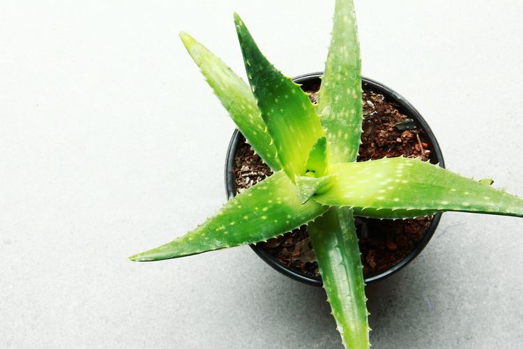 Tanaman lidah buaya, atau yang dalam bahasa ilmiahnya dikenal sebagai Aloe vera, telah lama menjadi bagian dari tradisi pengobatan herbal di berbagai belahan dunia. Dengan daun yang tebal dan berduri, tanaman ini menyimpan gel berwarna transparan yang kaya akan nutrisi dan senyawa bioaktif. Manfaat kesehatan dari lidah buaya tidak hanya terbatas pada pengobatan topikal, tetapi juga mencakup beragam aplikasi yang dapat meningkatkan kesehatan secara keseluruhan. Dalam artikel ini, kita akan menjelajahi berbagai manfaat kesehatan lidah buaya, mulai dari kemampuannya dalam mendukung sistem pencernaan, meningkatkan kesehatan kulit, hingga fungsinya sebagai anti-inflamasi dan antioksidan. Mari kita lihat lebih dalam manfaat luar biasa dari tanaman yang satu ini. Mendukung Kesehatan Pencernaan Salah satu manfaat kesehatan utama dari lidah buaya adalah kemampuannya dalam mendukung kesehatan sistem pencernaan. Gel lidah buaya mengandung sejumlah besar polisakarida, seperti acemannan, yang memiliki sifat menenangkan dan melindungi saluran pencernaan. Konsumsi lidah buaya secara teratur dapat membantu meredakan gejala gangguan pencernaan seperti sembelit, diare, dan sindrom iritasi usus besar (IBS). Polisakarida dalam lidah buaya berfungsi dengan cara meningkatkan produksi lendir dalam saluran pencernaan, yang dapat melindungi dinding lambung dari kerusakan akibat asam lambung. Selain itu, lidah buaya juga memiliki efek pencahar ringan yang dapat membantu melancarkan buang air besar. Berbagai penelitian menunjukkan bahwa konsumsi jus lidah buaya dapat meningkatkan kesehatan usus secara keseluruhan, dengan memperbaiki flora usus dan mendukung pertumbuhan bakteri baik. Mengonsumsi lidah buaya juga dapat membantu mengurangi peradangan di saluran pencernaan. Zat anti-inflamasi dalam lidah buaya dapat meredakan iritasi pada lapisan usus, sehingga membuat proses pencernaan menjadi lebih nyaman. Beberapa orang juga melaporkan bahwa mereka merasa lebih energik dan tidak merasa kembung setelah mengonsumsi lidah buaya secara teratur. Namun, penting untuk dicatat bahwa tidak semua produk lidah buaya aman untuk dikonsumsi. Sebaiknya memilih produk yang telah diuji dan diberi label sebagai aman untuk dikonsumsi. Selain itu, bagi orang-orang yang memiliki masalah kesehatan tertentu, seperti gangguan hati, disarankan untuk berkonsultasi dengan dokter sebelum mengonsumsi lidah buaya. Meningkatkan Kesehatan Kulit Lidah buaya dikenal luas sebagai bahan alami yang efektif untuk perawatan kulit. Gel lidah buaya sering digunakan dalam berbagai produk kecantikan, termasuk lotion, krim, dan masker wajah, karena kemampuannya untuk melembapkan dan menyejukkan kulit. Kandungan vitamin, mineral, dan antioksidan dalam lidah buaya menjadikannya pilihan ideal untuk merawat berbagai masalah kulit, termasuk jerawat, luka bakar, dan penuaan dini. Salah satu manfaat utama lidah buaya untuk kulit adalah kemampuannya dalam menjaga kelembapan. Gel lidah buaya mampu menembus lapisan epidermis kulit dan memberikan hidrasi yang dalam. Ini sangat bermanfaat bagi orang dengan kulit kering atau sensitif, karena lidah buaya dapat membantu mengurangi rasa gatal dan iritasi. Selain itu, lidah buaya juga memiliki sifat penyembuhan yang membuatnya sangat efektif dalam mengatasi luka ringan dan luka bakar. Zat anti-inflamasi dan antibakteri dalam lidah buaya membantu meredakan peradangan dan mencegah infeksi, sehingga mempercepat proses penyembuhan. Banyak orang yang menggunakan lidah buaya sebagai obat alami untuk mengatasi sunburn atau luka bakar akibat paparan sinar matahari. Manfaat tambahan dari lidah buaya adalah kemampuannya dalam memperbaiki kerusakan kulit akibat penuaan. Antioksidan yang terkandung dalam lidah buaya membantu melawan radikal bebas yang dapat menyebabkan keriput dan tanda-tanda penuaan lainnya. Penggunaan gel lidah buaya secara teratur dapat meningkatkan elastisitas kulit dan memberikan tampilan yang lebih segar dan bercahaya. Namun, seperti halnya dengan penggunaan produk kecantikan lainnya, penting untuk melakukan tes alergi terlebih dahulu sebelum mengoleskan gel lidah buaya ke seluruh wajah, terutama bagi mereka yang memiliki kulit sensitif. Sifat Anti-Inflamasi dan Antioksidan Lidah buaya juga dikenal memiliki sifat anti-inflamasi dan antioksidan yang kuat. Senyawa-senyawa ini dapat membantu mengurangi risiko berbagai penyakit kronis dan mendukung kesehatan secara keseluruhan. Peradangan adalah salah satu penyebab utama berbagai masalah kesehatan, termasuk penyakit jantung, diabetes, dan kanker. Dengan mengonsumsi lidah buaya, Anda dapat membantu tubuh mengurangi peradangan dan melindungi sel-sel dari kerusakan. Kandungan flavonoid, vitamin C, dan vitamin E dalam lidah buaya berfungsi sebagai antioksidan yang kuat. Antioksidan ini membantu melawan radikal bebas yang dapat merusak sel-sel tubuh dan mempercepat proses penuaan. Dengan mengonsumsi lidah buaya, Anda memberi tubuh Anda dukungan yang diperlukan untuk menjaga kesehatan sel dan mencegah kerusakan yang disebabkan oleh stres oksidatif. Penelitian juga menunjukkan bahwa lidah buaya dapat membantu meredakan peradangan pada kondisi tertentu, seperti arthritis dan penyakit autoimun. Beberapa studi menunjukkan bahwa ekstrak lidah buaya dapat mengurangi rasa nyeri dan pembengkakan pada sendi, sehingga meningkatkan kualitas hidup bagi mereka yang menderita kondisi ini. Dengan sifat anti-inflamasi dan antioksidan yang dimilikinya, lidah buaya dapat menjadi tambahan yang bermanfaat bagi diet sehat Anda. Mengonsumsi lidah buaya sebagai suplemen atau dalam bentuk jus dapat membantu menjaga keseimbangan tubuh dan mendukung kesehatan jangka panjang. Meningkatkan Sistem Imun Sistem imun yang kuat adalah kunci untuk menjaga kesehatan tubuh dan melawan berbagai penyakit. Lidah buaya mengandung berbagai senyawa yang dapat membantu meningkatkan fungsi sistem imun. Senyawa-senyawa seperti vitamin C, vitamin E, dan berbagai mineral berperan penting dalam menjaga kekebalan tubuh. Vitamin C dalam lidah buaya dapat meningkatkan produksi sel darah putih, yang berfungsi untuk melawan infeksi dan penyakit. Selain itu, kandungan antioksidan dalam lidah buaya membantu melindungi sel-sel imun dari kerusakan, sehingga meningkatkan efisiensi sistem imun secara keseluruhan. Selain itu, lidah buaya juga memiliki sifat antibakteri dan antivirus, yang dapat membantu melindungi tubuh dari infeksi. Beberapa penelitian menunjukkan bahwa lidah buaya dapat membantu melawan berbagai jenis bakteri dan virus, sehingga meningkatkan kemampuan tubuh untuk melawan infeksi. Lidah buaya juga dapat membantu meredakan stres dan kecemasan, yang diketahui dapat memengaruhi kesehatan sistem imun. Dengan mengurangi stres, Anda dapat membantu menjaga keseimbangan hormonal dan mendukung fungsi sistem imun yang optimal. Namun, sebaiknya Anda tidak mengandalkan lidah buaya sebagai pengganti pengobatan medis. Sebaiknya gunakan lidah buaya sebagai suplemen untuk mendukung kesehatan secara keseluruhan dan konsultasikan dengan dokter Anda jika Anda memiliki kondisi kesehatan tertentu.