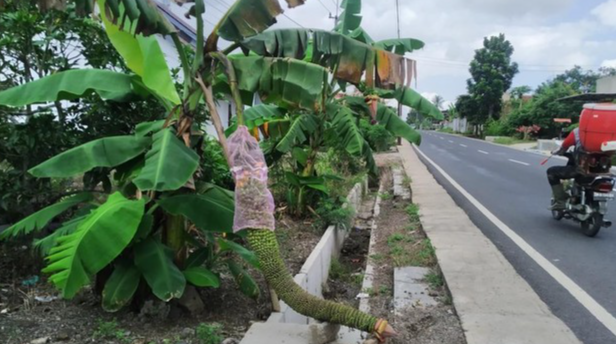 Banyuwangi, sebuah kabupaten di ujung timur Pulau Jawa, dikenal dengan keindahan alamnya yang memikat. Namun, baru-baru ini, sebuah fenomena unik menghebohkan warga setempat, yaitu munculnya pohon pisang dengan tandan buah yang luar biasa besar, mencapai 1,5 meter. Fenomena ini menarik perhatian banyak orang, memicu rasa penasaran dan keheranan. Pohon pisang yang tidak biasa ini bukan sekadar objek unik, melainkan juga membuka peluang penelitian tentang keunikan varietas pisang dan potensi budidaya di wilayah Banyuwangi. Artikel ini akan membahas lebih dalam tentang fenomena pohon pisang bertandan 1,5 meter di Banyuwangi, termasuk asal-usul, ciri khas, dan potensi budidaya yang dimilikinya. Asal-Usul Pohon Pisang Bertandan 1,5 Meter Pohon pisang bertandan 1,5 meter yang ditemukan di Banyuwangi bukanlah hasil rekayasa genetika atau mutasi buatan. Tandan buah yang luar biasa besar ini terjadi secara alami, menjadi bukti keberagaman genetik pada spesies pisang di Indonesia. Beberapa faktor yang mungkin menjadi penyebab munculnya pohon pisang bertandan 1,5 meter ini antara lain: Varietas Pisang: Kemungkinan besar pohon pisang tersebut merupakan varietas pisang lokal yang memiliki potensi genetik untuk menghasilkan tandan buah yang besar. Varietas pisang lokal di Indonesia sangat beragam, dan beberapa di antaranya dikenal dengan tandan buah yang lebih besar dari biasanya. Kondisi Tanah dan Iklim: Kondisi tanah dan iklim yang subur di Banyuwangi bisa menjadi faktor pendukung bagi pertumbuhan pohon pisang dan perkembangan tandan buahnya. Tanah yang kaya nutrisi dan curah hujan yang memadai mendukung pertumbuhan optimal tanaman, termasuk produksi buah. Teknik Budidaya: Teknik budidaya yang tepat, seperti pemupukan yang tepat dosis dan penyiraman yang rutin, bisa membantu memaksimalkan potensi produksi buah pada pohon pisang. Penelitian lebih lanjut diperlukan untuk mengidentifikasi secara pasti varietas pisang yang menghasilkan tandan buah 1,5 meter dan faktor-faktor utama yang memengaruhi pertumbuhannya. Ciri Khas Pohon Pisang Bertandan 1,5 Meter Pohon pisang bertandan 1,5 meter memiliki beberapa ciri khas yang membedakannya dari pohon pisang pada umumnya. Ciri-ciri tersebut antara lain: Tandan Buah yang Besar: Tandan buah merupakan ciri paling menonjol dari pohon pisang ini. Diameter tandan buah mencapai 1,5 meter, jauh lebih besar dibandingkan dengan tandan buah pisang pada umumnya. Jumlah Sisir Buah: Tandan buah pisang ini terdiri dari banyak sisir buah, yang masing-masing berisi sejumlah buah pisang. Jumlah sisir buah yang banyak menjadi faktor utama dalam ukuran tandan buah yang besar. Bentuk Buah: Bentuk buah pisang pada pohon ini cenderung lebih panjang dan ramping dibandingkan dengan pisang pada umumnya. Warna Buah: Warna buah pisang matang cenderung lebih gelap, mendekati cokelat kehitaman. Ciri khas ini menunjukkan bahwa pohon pisang bertandan 1,5 meter memiliki karakteristik genetik yang unik, yang membedakannya dari pohon pisang pada umumnya. Potensi Budidaya Pohon Pisang Bertandan 1,5 Meter Munculnya pohon pisang bertandan 1,5 meter membuka peluang baru dalam pengembangan budidaya pisang di Banyuwangi. Peningkatan Produktivitas: Potensi produksi buah yang tinggi pada pohon pisang bertandan 1,5 meter bisa meningkatkan produktivitas per hektar. Hal ini bisa berdampak positif bagi pendapatan petani pisang. Pemasaran yang Menarik: Tandan buah yang besar dan unik menjadi daya tarik tersendiri bagi konsumen. Pisang bertandan 1,5 meter bisa dipasarkan sebagai komoditas premium dengan harga jual yang lebih tinggi. Pengembangan Varietas Baru: Melalui penelitian dan persilangan, pohon pisang bertandan 1,5 meter dapat menjadi sumber genetik untuk pengembangan varietas pisang baru yang memiliki produktivitas tinggi dan karakteristik unggul. Pengembangan budidaya pohon pisang bertandan 1,5 meter memerlukan penelitian yang mendalam untuk mengidentifikasi varietas yang tepat, teknik budidaya yang optimal, dan strategi pemasaran yang efektif. Dampak Sosial dan Ekonomi Penemuan pohon pisang bertandan 1,5 meter di Banyuwangi tidak hanya memiliki dampak pada bidang pertanian, tetapi juga pada aspek sosial dan ekonomi masyarakat sekitar. Peningkatan Perekonomian: Meningkatnya permintaan terhadap pisang bertandan 1,5 meter bisa meningkatkan pendapatan petani pisang dan mendorong pertumbuhan ekonomi di wilayah tersebut. Peningkatan Pariwisata: Fenomena pohon pisang bertandan 1,5 meter menarik minat wisatawan untuk berkunjung ke Banyuwangi. Hal ini bisa berdampak positif bagi industri pariwisata lokal. Peningkatan Kualitas Hidup: Peningkatan pendapatan dan kesempatan kerja yang tercipta dari budidaya pisang bertandan 1,5 meter bisa meningkatkan kualitas hidup masyarakat sekitar. Namun, diperlukan strategi yang matang untuk memanfaatkan potensi ekonomi ini secara berkelanjutan dan adil, agar dampak positifnya dapat dinikmati oleh semua pihak. Kesimpulan Munculnya pohon pisang bertandan 1,5 meter di Banyuwangi merupakan fenomena unik yang membuka peluang baru dalam pengembangan budidaya pisang di Indonesia. Tandan buah yang besar dan unik menjadi bukti keberagaman genetik pada spesies pisang di Indonesia, sekaligus membuka potensi untuk pengembangan varietas pisang baru dengan produktivitas tinggi. Pengembangan budidaya pohon pisang bertandan 1,5 meter memerlukan pendekatan terpadu, yang melibatkan penelitian, budidaya, pemasaran, dan pengembangan kapasitas masyarakat. Dengan demikian, potensi ekonomi yang ada dapat dimaksimalkan secara berkelanjutan, dan manfaatnya dapat dinikmati oleh semua pihak.