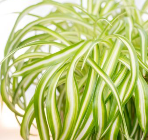 Mengenal Tanaman Spider plant atau tanaman laba-laba