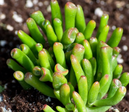 Mengenal Tanaman Coral Jade (Crassula ovata)