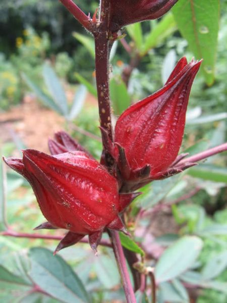 Bunga Frambozen, atau lebih dikenal dengan nama Rosella, merupakan tanaman yang berasal dari daerah tropis dan subtropis. Tanaman ini tidak hanya menarik perhatian karena keindahan bunganya yang mencolok, tetapi juga karena banyaknya manfaat yang dapat diperoleh dari bunga dan buahnya. Dalam artikel ini, kita akan menjelajahi berbagai aspek terkait bunga Frambozen/Rosella, mulai dari deskripsi fisik, manfaat kesehatan, cara budidaya, hingga peranannya dalam budaya dan tradisi masyarakat di berbagai belahan dunia. 1. Deskripsi Fisik Bunga Frambozen/Rosella Bunga Frambozen memiliki ciri khas yang sangat menarik. Tanaman ini termasuk dalam genus Hibiscus, yang dikenal dengan bunga-bunganya yang besar dan berwarna cerah. Struktur bunga Frambozen berbentuk corong dengan ukuran yang cukup besar, biasanya mencapai diameter 10-15 cm. Bunga ini memiliki kelopak yang berwarna merah cerah hingga merah tua, dan di tengahnya terdapat benang sari yang menonjol. Warna yang mencolok ini membuat bunga Frambozen sangat menarik dan sering digunakan sebagai tanaman hias. Daun dari tanaman ini berbentuk oval dengan tepi bergerigi. Daun-daun ini berwarna hijau tua dan dapat tumbuh hingga panjang 10 cm. Bunga Frambozen biasanya mekar pada pagi hari dan akan layu pada sore hari, meskipun bunga baru akan terus bermekaran sepanjang musim panas. Tanaman ini dapat tumbuh hingga setinggi 2-3 meter, dan seringkali dibiarkan tumbuh liar atau dipangkas agar tetap rapi. Bunga Frambozen juga memiliki buah yang berbentuk seperti kapsul, yang berwarna merah ketika matang. Buah ini biasanya berisi biji-biji kecil yang dapat digunakan untuk pembibitan. Tanaman ini dapat tumbuh baik di tanah yang subur dan memiliki drainase yang baik. Selain itu, bunga ini juga sangat menyukai sinar matahari, sehingga penempatannya di area yang terang sangat dianjurkan. 2. Manfaat Kesehatan Bunga Frambozen/Rosella Bunga Frambozen/Rosella tidak hanya dikenal karena keindahannya, tetapi juga karena berbagai manfaat kesehatan yang ditawarkannya. Salah satu manfaat utama dari bunga ini adalah kemampuannya dalam menurunkan tekanan darah. Beberapa penelitian menunjukkan bahwa ekstrak bunga Rosella dapat membantu mengurangi tekanan darah pada individu yang menderita hipertensi. Hal ini disebabkan oleh adanya senyawa flavonoid dan asam askorbat yang membantu memperlebar pembuluh darah. Selain itu, bunga Frambozen juga memiliki sifat anti-inflamasi yang kuat. Ini membuatnya bermanfaat dalam mengatasi berbagai penyakit inflamasi seperti arthritis. Mengonsumsi teh yang terbuat dari bunga ini dapat membantu meredakan rasa nyeri dan mengurangi peradangan. Selain itu, teh Rosella juga dikenal dapat membantu meningkatkan sistem kekebalan tubuh, sehingga tubuh lebih kebal terhadap infeksi. Manfaat kesehatan lainnya dari bunga Frambozen adalah kemampuannya dalam membantu menurunkan berat badan. Bunga ini mengandung asam hidroksi sitrat yang dapat menghambat enzim yang bertanggung jawab untuk mengubah karbohidrat menjadi lemak, sehingga membantu mengontrol berat badan. Selain itu, bunga ini juga kaya akan antioksidan, yang membantu melindungi sel-sel tubuh dari kerusakan akibat radikal bebas. Bunga Frambozen juga kaya akan vitamin C dan mineral, yang penting untuk menjaga kesehatan kulit dan mempercepat penyembuhan luka. Penggunaan ekstrak bunga dalam produk perawatan kulit semakin populer karena kemampuannya untuk melembabkan dan memberikan nutrisi pada kulit. 3. Cara Budidaya Bunga Frambozen/Rosella Budidaya bunga Frambozen/Rosella tidaklah sulit, asalkan kita memahami kebutuhan tanaman ini. Tanaman ini dapat dibudidayakan dari biji atau setek. Untuk budidaya dari biji, langkah pertama yang harus dilakukan adalah memilih biji yang berkualitas dan merendamnya dalam air selama 24 jam sebelum ditanam. Hal ini bertujuan untuk mempercepat proses perkecambahan. Tanah yang digunakan harus memiliki pH antara 6-7, subur, dan memiliki drainase yang baik. Tanaman ini sebaiknya ditanam di tempat yang mendapatkan sinar matahari penuh, minimal 6-8 jam per hari. Jarak tanam yang dianjurkan adalah 1 meter antar tanaman untuk memberikan ruang yang cukup bagi pertumbuhannya. Perawatan tanaman bunga Frambozen meliputi penyiraman secara rutin, terutama pada musim kemarau. Penyiraman sebaiknya dilakukan pada pagi atau sore hari untuk menghindari penguapan yang tinggi. Selain itu, pemupukan dengan pupuk organik dapat dilakukan setiap 2 bulan untuk mendukung pertumbuhan tanaman. Pangkaslah daun dan cabang yang sudah tidak produktif untuk merangsang pertumbuhan tunas baru. Tanaman ini juga rentan terhadap hama seperti kutu daun dan ulat, sehingga perlu dilakukan pemantauan secara berkala. Jika ditemukan hama, gunakan insektisida alami untuk menghindari dampak negatif bagi kesehatan tanaman. 4. Peranan Bunga Frambozen/Rosella dalam Budaya Bunga Frambozen/Rosella memiliki peranan penting dalam berbagai budaya di seluruh dunia, terutama di wilayah tropis. Di banyak negara, bunga ini digunakan dalam berbagai upacara dan tradisi. Misalnya, di beberapa negara Afrika, bunga ini sering kali digunakan dalam upacara pernikahan dan acara kebudayaan lainnya sebagai simbol kecantikan dan kesuburan. Selain itu, bunga Rosella juga telah digunakan dalam masakan tradisional. Di negara-negara seperti Mesir dan beberapa negara Asia Tenggara, bunga ini sering dijadikan bahan dalam pembuatan minuman, seperti teh Rosella yang dikenal segar dan menyehatkan. Teh ini juga populer di kalangan wisatawan yang berkunjung ke daerah tropis. Di sisi lain, bunga Frambozen juga memiliki nilai ekonomis. Banyak petani yang mulai membudidayakan bunga ini sebagai komoditas yang dapat dijual, baik dalam bentuk segar maupun dalam bentuk olahan. Permintaan akan produk berbasis Rosella semakin meningkat, baik di pasar lokal maupun internasional. Bunga Frambozen/Rosella juga sering diolah menjadi produk kecantikan, seperti krim dan lotion, berkat manfaatnya yang baik untuk kulit. Hal ini menunjukkan bahwa bunga ini tidak hanya memiliki nilai estetika tetapi juga nilai ekonomis yang signifikan.