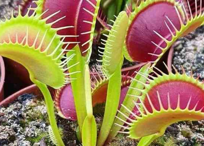 Dionaea Muscipula (Tanaman Karnivora)