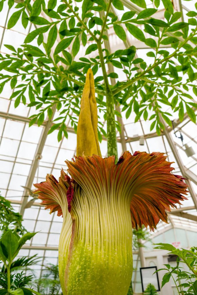 Bunga Bangkai (Amorphophallus titanum)