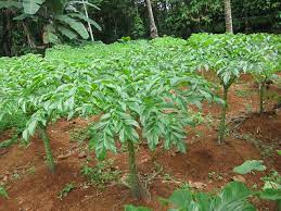 Budidaya Tanaman Porang (Amorphophallus mueleri blume)