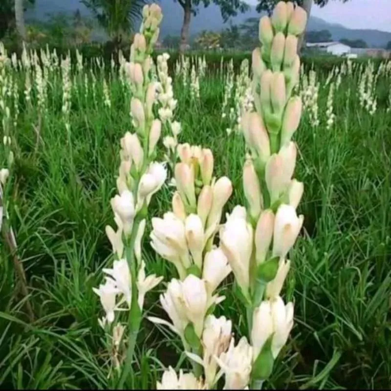 Tanaman hias bunga sedap malam, atau yang dikenal dengan nama ilmiah Polianthes tuberosa, merupakan salah satu jenis tanaman hias yang sangat populer di kalangan pecinta tanaman. Selain keindahannya yang menawan, bunga sedap malam juga dikenal karena aromanya yang khas dan menenangkan. Banyak orang yang memilih tanaman ini untuk menghiasi taman rumah mereka, atau bahkan untuk dijadikan tanaman pot indoor. Dalam artikel ini, kita akan membahas berbagai aspek yang terkait dengan tanaman hias bunga sedap malam, mulai dari karakteristik dan cara perawatan, hingga manfaat dan mitos yang melekat pada tanaman ini. 1. Karakteristik Bunga Sedap Malam Tanaman hias bunga sedap malam memiliki keunikan yang membuatnya menonjol di antara jenis tanaman hias lainnya. Tanaman ini berasal dari Meksiko dan termasuk dalam keluarga Agavaceae. Berikut adalah beberapa karakteristik utama dari bunga sedap malam: a. Penampilan Fisik Bunga sedap malam memiliki batang yang tegak dan bisa mencapai tinggi hingga 60 cm. Daunnya berbentuk panjang dan sempit, berwarna hijau tua yang mengkilap, memberikan kesan elegan pada tanaman ini. Bunganya terbentuk dalam kelompok yang sangat rapat, dengan kelopak berbentuk tabung dan berwarna putih. Sebagian orang juga menyebutnya sebagai "bunga malam" karena bunga ini hanya mekar di malam hari dan mengeluarkan aroma yang sangat kuat. b. Aroma yang Khas Salah satu daya tarik utama dari bunga sedap malam adalah aromanya. Ketika bunga ini mekar, ia mengeluarkan wewangian yang manis dan menyegarkan, yang dapat menciptakan suasana yang tenang dan nyaman. Aroma ini sangat populer dalam dunia parfum dan aromaterapi, sehingga banyak orang yang menggunakannya sebagai bahan dasar untuk produk-produk tersebut. c. Habitat dan Pertumbuhan Tanaman ini lebih suka tumbuh di tempat yang mendapatkan sinar matahari penuh, tetapi juga dapat beradaptasi dengan baik di tempat yang memiliki cahaya tidak langsung. Tanah yang ideal untuk tanaman sedap malam adalah tanah yang kaya akan humus dan memiliki drainase yang baik. Meskipun lebih suka kondisi lembab, tanaman ini juga dapat bertahan dalam kondisi kering jika dirawat dengan benar. d. Musim Mekar Bunga sedap malam biasanya mulai mekar pada musim panas dan dapat bertahan hingga akhir musim gugur. Pembungaan yang optimal terjadi ketika tanaman mendapatkan cahaya yang cukup dan perawatan yang tepat. Dalam kondisi yang ideal, satu batang tanaman dapat memproduksi hingga 15 bunga yang siap mekar secara bersamaan. 2. Cara Perawatan Tanaman Hias Bunga Sedap Malam Perawatan yang tepat sangat penting untuk memastikan tanaman hias bunga sedap malam tumbuh dengan baik dan berbunga secara optimal. Berikut adalah beberapa langkah yang perlu diperhatikan dalam perawatan tanaman ini: a. Penyiraman Penyiraman adalah salah satu aspek terpenting dalam perawatan bunga sedap malam. Tanaman ini membutuhkan banyak air, terutama saat masa pertumbuhan aktif. Namun, penting untuk diingat bahwa tanah harus memiliki drainase yang baik untuk mencegah akar membusuk. Penyiraman bisa dilakukan dua kali dalam seminggu, tergantung pada kondisi kelembaban tanah. b. Pemberian Pupuk Untuk memastikan pertumbuhan yang optimal, bunga sedap malam memerlukan pemupukan secara rutin. Gunakan pupuk yang kaya akan nitrogen, fosfor, dan kalium. Pupuk organik seperti kompos atau pupuk kandang dapat menjadi pilihan yang baik. Pemberian pupuk sebaiknya dilakukan setiap bulan selama musim tumbuh. c. Pemangkasan Pemangkasan juga merupakan bagian penting dalam perawatan tanaman sedap malam. Menghilangkan daun atau bunga yang layu dapat meningkatkan sirkulasi udara di sekitar tanaman dan mendorong pertumbuhan bunga baru. Selain itu, pemangkasan juga membantu menjaga bentuk dan estetika tanaman agar tetap menarik. d. Perlindungan dari Hama dan Penyakit Tanaman sedap malam dapat rentan terhadap beberapa hama dan penyakit. Hama seperti kutu daun dan ulat dapat merusak daun dan bunga. Oleh karena itu, pemeriksaan rutin terhadap tanaman sangat penting. Jika ditemukan tanda-tanda serangan hama, segera gunakan insektisida alami atau cairan sabun untuk mengendalikan hama tersebut. 3. Manfaat Tanaman Hias Bunga Sedap Malam Tanaman hias bunga sedap malam tidak hanya menjadi penghias ruang, tetapi juga memiliki berbagai manfaat yang bisa dirasakan. Berikut adalah beberapa manfaat dari tanaman ini: a. Meningkatkan Kualitas Udara Sama seperti tanaman hias lainnya, bunga sedap malam memiliki kemampuan untuk menyerap karbon dioksida dan melepaskan oksigen. Hal ini dapat membantu meningkatkan kualitas udara di dalam ruangan dan menjadikannya lebih segar. b. Menyediakan Aroma yang Menenangkan Aroma yang dihasilkan oleh bunga sedap malam dikenal dapat memberikan efek relaksasi. Banyak orang yang menggunakan bunga ini sebagai aromaterapi untuk mengurangi stres dan kecemasan. Menghabiskan waktu di dekat tanaman ini dapat menciptakan suasana yang damai dan menenangkan. c. Menarik Serangga Pollinator Bunga sedap malam juga dapat menarik serangga pollinator seperti kupu-kupu dan lebah, yang penting untuk menjaga ekosistem tanaman. Kehadiran serangga ini dapat membantu meningkatkan penyerbukan tanaman lain di sekitar taman Anda. d. Keindahan Estetika Dengan penampilannya yang menarik dan aroma yang harum, bunga sedap malam dapat menjadi elemen estetika yang indah di rumah atau taman Anda. Tanaman ini sering digunakan dalam dekorasi untuk acara-acara khusus karena keindahannya yang menawan. 4. Mitos dan Fakta Tentang Tanaman Hias Bunga Sedap Malam Seperti banyak tanaman lainnya, bunga sedap malam juga dikelilingi oleh berbagai mitos dan fakta yang perlu diluruskan. Berikut adalah beberapa di antaranya: a. Mitos: Hanya Melemahkan Pria Salah satu mitos yang beredar adalah bahwa aroma bunga sedap malam dapat melemahkan pria. Namun, ini tidak memiliki dasar ilmiah. Aroma tanaman ini sebenarnya bersifat menenangkan dan dapat meningkatkan suasana hati, tidak hanya bagi pria tetapi juga bagi wanita. b. Fakta: Tanaman Yang Mudah Ditanam Salah satu keunggulan dari bunga sedap malam adalah kemudahan dalam perawatannya. Meskipun memerlukan perhatian, tanaman ini tidak memerlukan keahlian khusus untuk ditanam dan dirawat. Bahkan, pemula pun dapat menumbuhkannya dengan baik asalkan mengikuti panduan perawatan yang benar. c. Mitos: Tanaman Beracun Ada anggapan bahwa bunga sedap malam beracun dan dapat membahayakan hewan peliharaan atau anak-anak. Namun, fakta menunjukkan bahwa tanaman ini tidak beracun. Meskipun demikian, tetap disarankan untuk tidak membiarkan anak-anak atau hewan peliharaan mengkonsumsinya. d. Fakta: Tahan Terhadap Berbagai Cuaca Bunga sedap malam dikenal sebagai tanaman yang cukup tahan terhadap berbagai kondisi cuaca. Meskipun lebih suka di tempat yang hangat, tanaman ini juga dapat bertahan di suhu yang lebih dingin jika dirawat dengan baik.